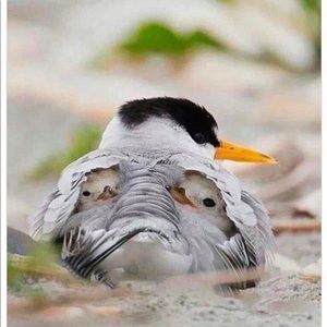 Meet your Posher, Lorin